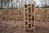 Brennholz Esche, 25cm, 1,8rm